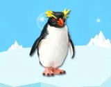 ［海のどうぶつ〈水族館の人気者〉］　２．イワトビペンギン