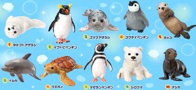 画像1: ［海のどうぶつ〈水族館の人気者〉］　２．イワトビペンギン